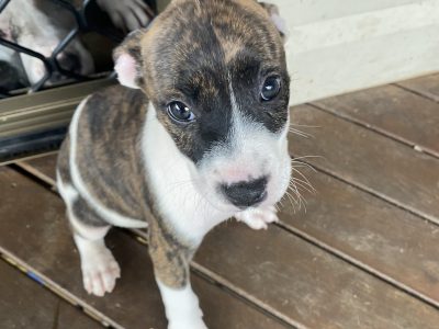 American Bulldog – Logan Reserve