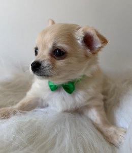 Chihuahua – Oak Park