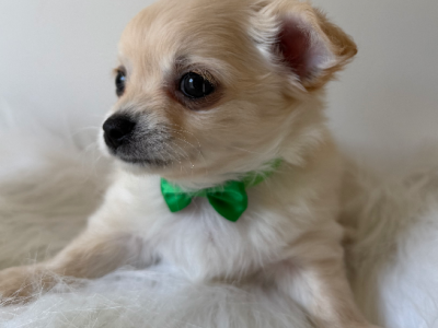 Chihuahua – Oak Park