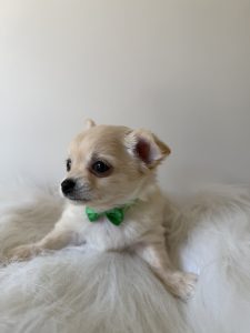 Chihuahua – Oak Park