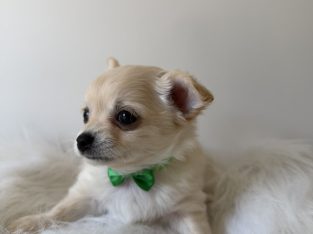 Chihuahua – Oak Park