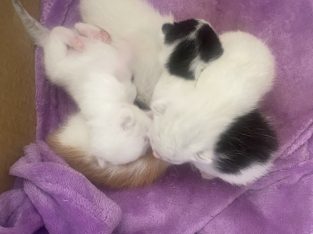 Ragdoll – Shellharbour