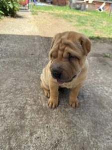 Shar Pei – Blacktown