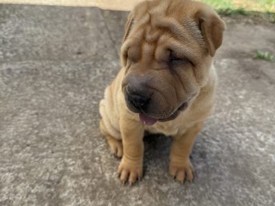 Shar Pei – Blacktown
