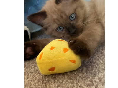 Ragdoll – Mooloolah Valley