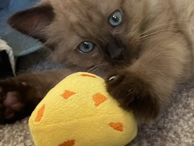 Ragdoll – Mooloolah Valley