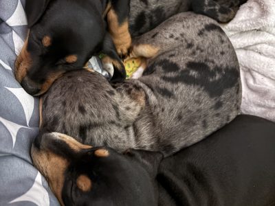 Dachshund – Narangba