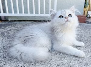 British Shorthair – Mill Park