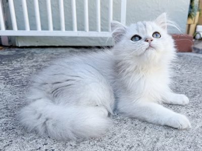 British Shorthair – Mill Park