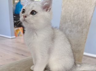 British Shorthair – Mill Park