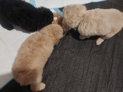 Toy Poodle – Bega