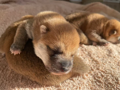 Shiba Inu – Leppington