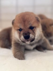 Shiba Inu – Leppington