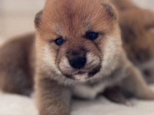 Shiba Inu – Leppington