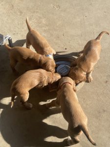 Cocker Spaniel – Kyabram