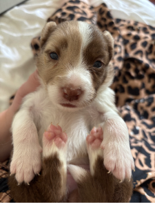 Border Collie – Beaudesert