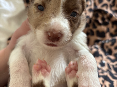 Border Collie – Beaudesert