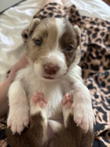 Border Collie – Beaudesert