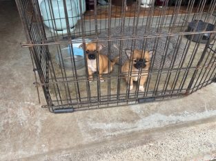 Chihuahua – Beresfield