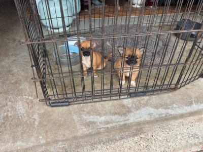 Chihuahua – Beresfield