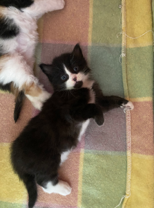 Domestic Medium Hair (DMH) – Berwick