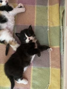 Domestic Medium Hair (DMH) – Berwick