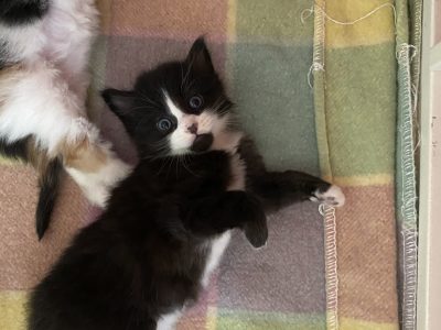 Domestic Medium Hair (DMH) – Lilly Scott-reid