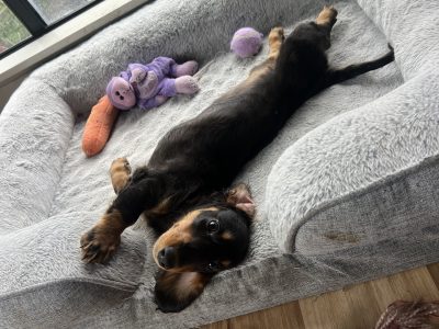 Miniature Dachshund – Bowen