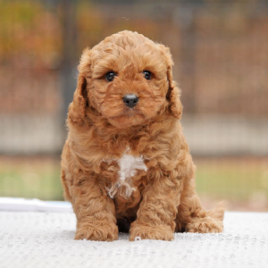 Cavoodle – Ballan