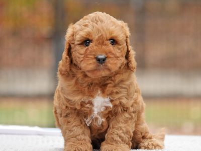 Cavoodle – Ballan