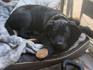 Dogs – Carrum Downs