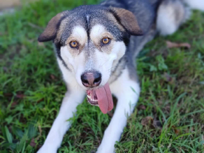 Alaskan Malamute – Narara