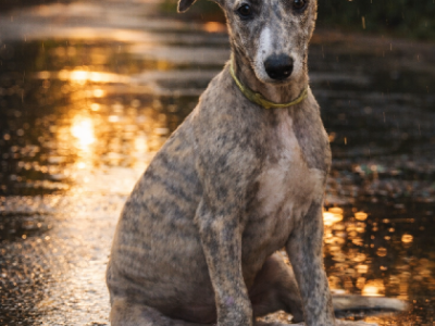 Whippet – Dubbo