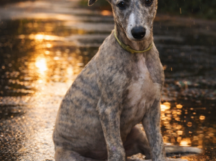 Whippet – Dubbo