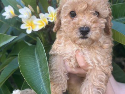 Cavoodle – Maitland