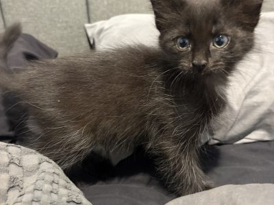 Ragdoll – Beecroft