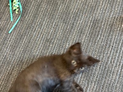 Ragdoll – Beecroft