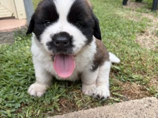 Saint Bernard – Tarro