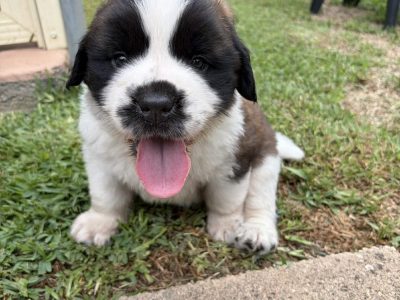 Saint Bernard – Tarro