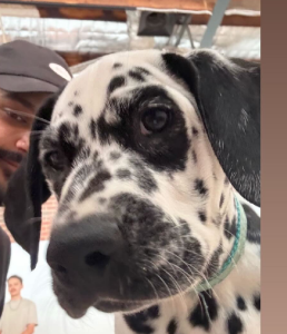 Dalmatian – Melbourne
