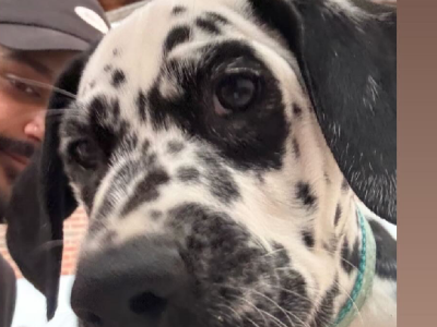 Dalmatian – Melbourne