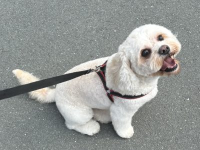 Other Dogs – Byron