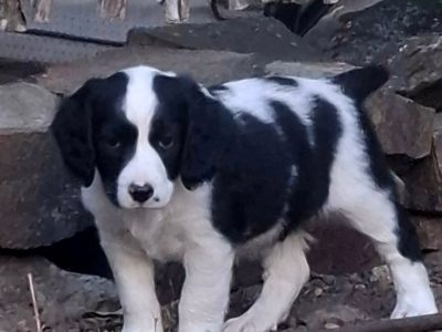 Border Collie – Baynton