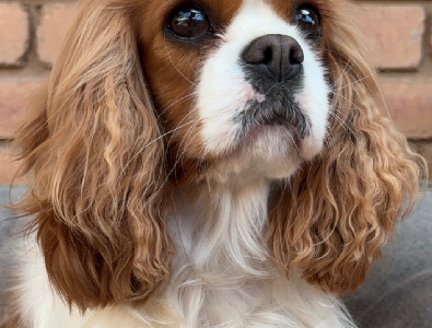 Cavalier King Charles Spaniel – Shepparton
