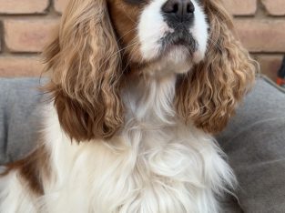 Cavalier King Charles Spaniel – Shepparton
