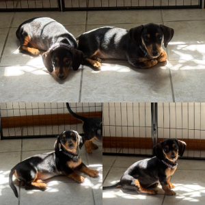 Miniature Dachshund – Hervey Bay