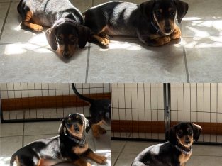 Miniature Dachshund – Hervey Bay