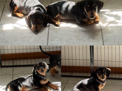 Miniature Dachshund – Hervey Bay