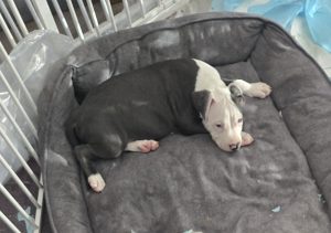 American Staffordshire Bull Terrier – Casula