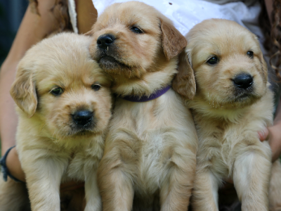 Golden Retriever – Coffs Harbour